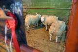 First prize pen of Texel or Texel X